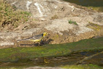 Yellow wagtail Motacilla flava in the Hiran river. Sasan. Gir Sanctuary. Gujarat. India.
