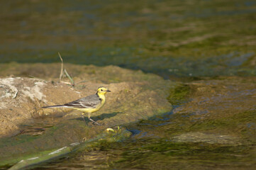 Yellow wagtail Motacilla flava in the Hiran river. Sasan. Gir Sanctuary. Gujarat. India.