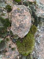 moss on stone