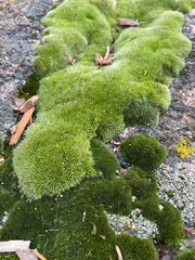 moss on a stone