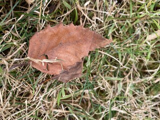 Leaf in the grass