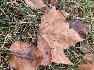 mushroom in the grass