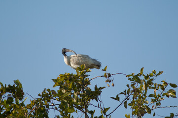Black-headed ibis Threskiornis melanocephalus on a tree. Sasan. Gir Sanctuary. Gujarat. India.