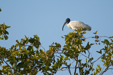 Black-headed ibis Threskiornis melanocephalus on a tree. Sasan. Gir Sanctuary. Gujarat. India.