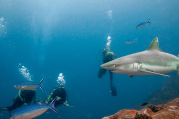 Fototapeta premium Scuba diver swimming and taking picture of a grey reef sharks