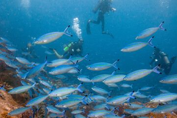 Fototapeta na wymiar Group of Scuba divers swimming with school of fusilier fish in foreground