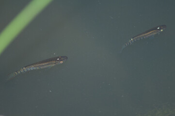 Fishes in the Hiran river at Sasan. Gir Sanctuary. Gujarat. India.