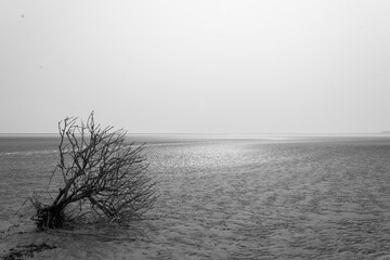 Fototapeta na wymiar A barren tree in beach in winter
