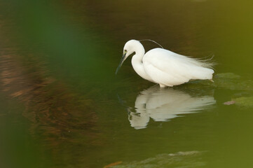 Little egret Egretta garzetta in the Hiran river. Sasan. Gir Sanctuary. Gujarat. India.