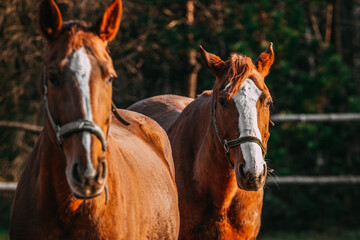 Fototapeta premium horses in the paddock, sunny day, chestnut horses