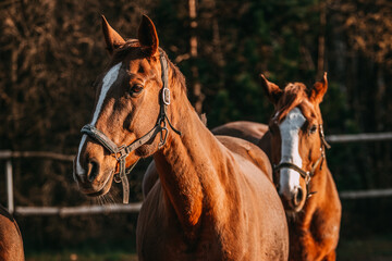 horses in the paddock, sunny day, chestnut horses