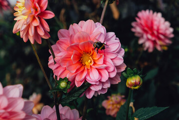 Beautiful coral pink dahlia flowers in full bloom in the garden, close up. Natural floral background.