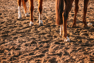 horse legs, a few horses, sandy paddock, horse hooves