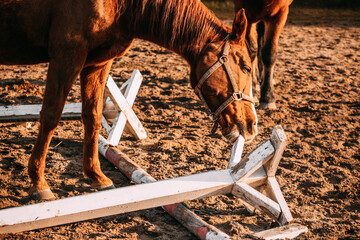 a horse gnawing a wooden obstacle in the paddock