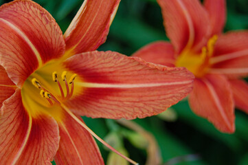 Wonderful macro photo of red or orange tulips and garden