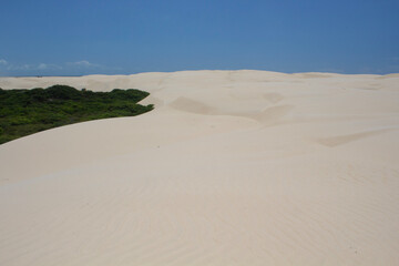 sand dunes meet the forest