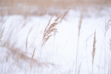 Fototapeta premium Frozen ears of wheat in the snow. Ears of corn in a winter landscape
