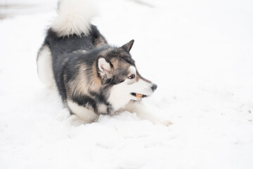 Young alaskan malamute playing in snow. Dog winter.