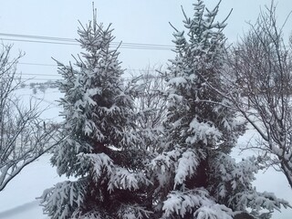 snow covered trees