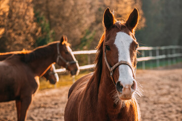 Obraz premium horses in the paddock, sunny day, chestnut horses