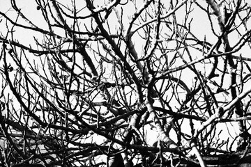 branches of a tree