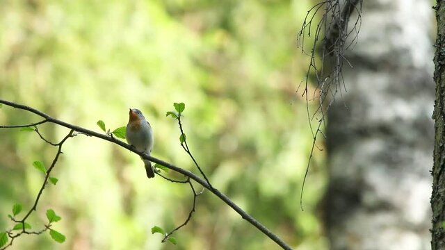 A small songbird Red-breasted flycatcher, Ficedula parva perched in an old-growth boreal forest in Estonia, Northern Europe.	