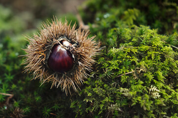 Chestnuts in the shell with spines on the ground foam  in the wood.