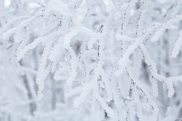 Snow and rime ice on the branches of bushes. Beautiful winter background with trees covered with hoarfrost. Plants in the park are covered with hoar frost. Cold snowy weather. Cool frosting texture.