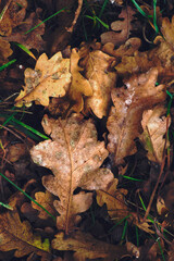 Detail of autumn dried leaf of oak tree on the ground.