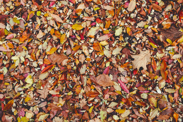 Autumn fallen dry Leaves lying on ground create a colourful carpet.