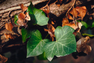 Detail of ivy wrapped around a tree trunk in sunshine.