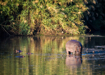 Hippopotamus in the lake Naivasha in Kenya Africa.