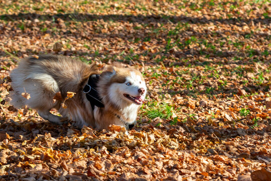 Red-white Siberian Husky runs on fallen autumn leaves.