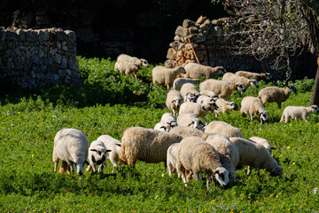 Fototapeta premium almendros floridos y rebaño de ovejas, Son Taixaquet, Llucmajor, Mallorca, Balearic Islands, Spain