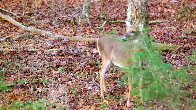 White-tailed Deer buck with lopsided antlers in autumn forest