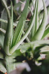 Detail of the leaves of a beautiful Aloe vera plant