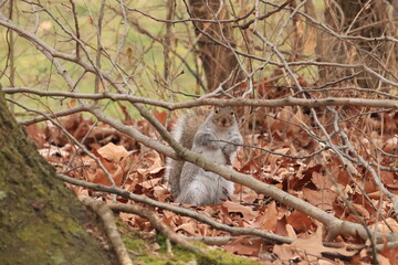 ardilla gris