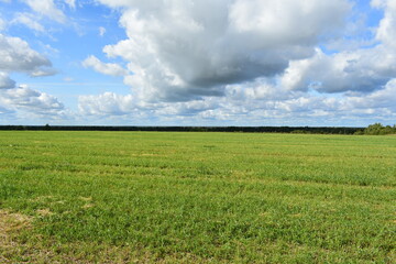 Fototapeta premium field and blue sky