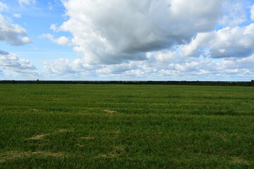 green field and sky