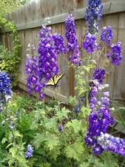 flowers in the garden with butterflies 