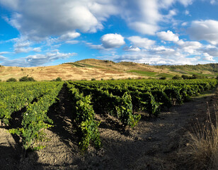 Fototapeta na wymiar Vineyards in the municipality of Cirò Marina, District of Crotone; Calabria; Italy; Europe..