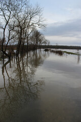 Les barthes de l'Adour