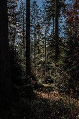 Obraz premium Small raised hide for hunting in the middle of the forest