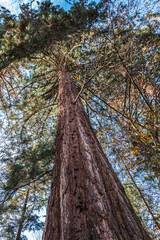 Fototapeta premium Big and huge mammoth tree in the middle of the forest