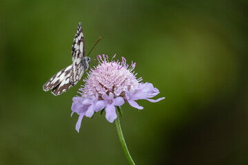 butterfly pollinating a flower, Aragon Valley, Jacetania, Huesca, Spain