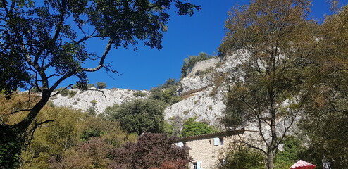 pine tree in the mountains