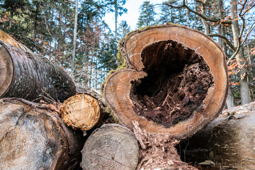 Fototapeta premium A cut down tree in the shape of a wooden heart