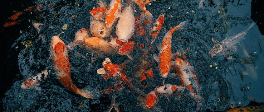 Koi fish pond in Tokyo, Japan.