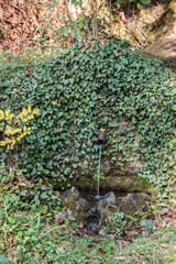 Obraz premium A little magic fountain out of the stone of ivy. Or where there is water, there is life