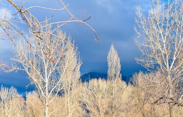 cool sky and the trees